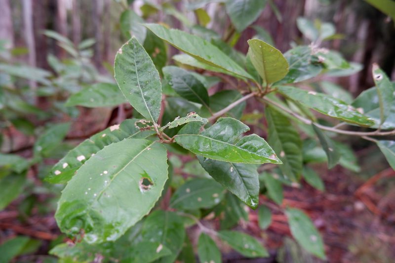 Olearia argophylla, photographed by Heather Merrylees