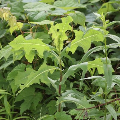 Lactuca serriola