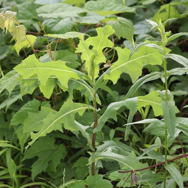 Lactuca serriola, photographed by Mark Apgar