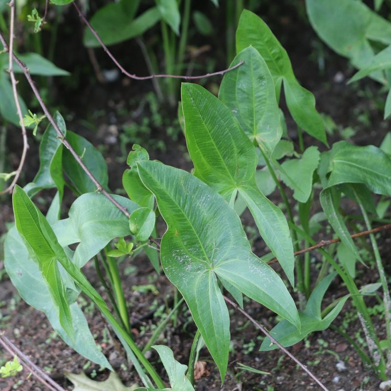 Sagittaria latifolia, photographed by Mark Apgar