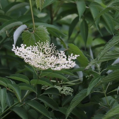 Sambucus canadensis, photographed by Mark Apgar
