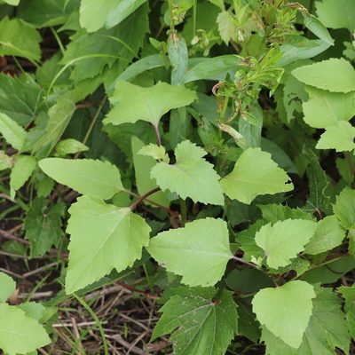 Xanthium strumarium, photographed by Mark Apgar