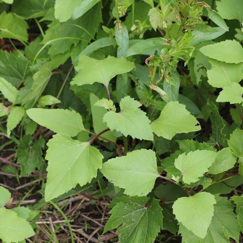 Xanthium strumarium, photographed by Mark Apgar