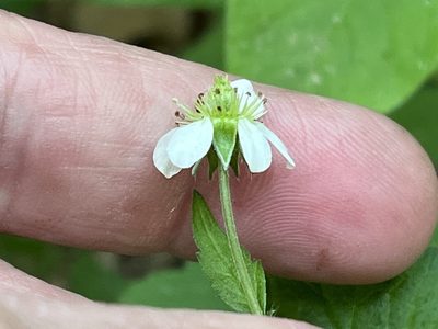 Geum canadense, photographed by Brian Finzel