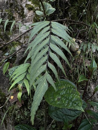 Asplenium serra, photographed by Nicolás Baresch Uribe