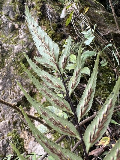 Asplenium serra, photographed by Nicolás Baresch Uribe
