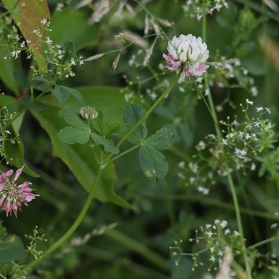 Trifolium hybridum, photographed by Mark Apgar