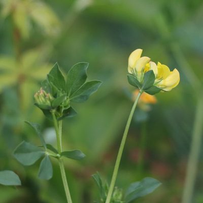 Lotus corniculatus, photographed by Mark Apgar