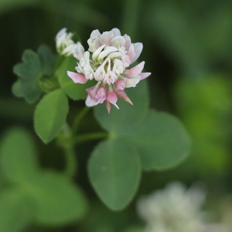 Trifolium hybridum, photographed by Mark Apgar