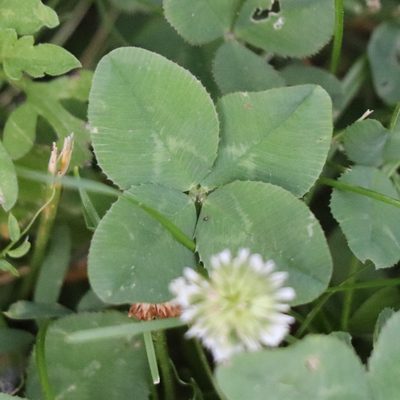 Trifolium repens, photographed by Mark Apgar