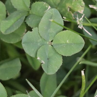 Trifolium repens, photographed by Mark Apgar