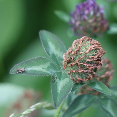 Trifolium pratense, photographed by Mark Apgar