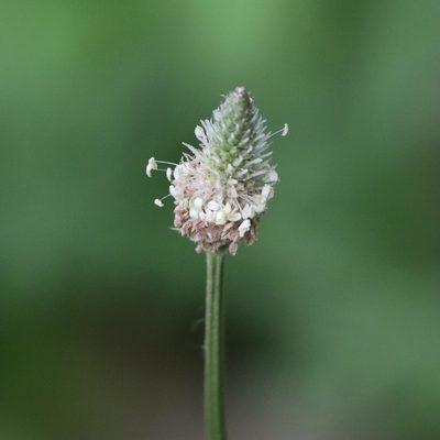 Plantago lanceolata, photographed by Mark Apgar