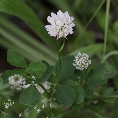 Trifolium hybridum, photographed by Mark Apgar