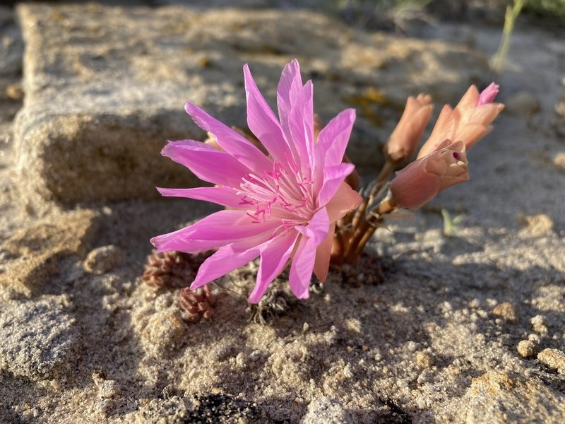 Lewisia rediviva, photographed by Cecelia Alexander
