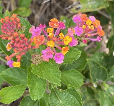 Lantana camara, photographed by Lexi Amico