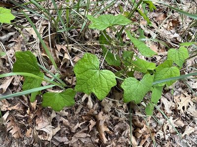 Menispermum canadense, photographed by Brian Finzel