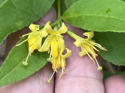 Diervilla lonicera, photographed by Brian Finzel