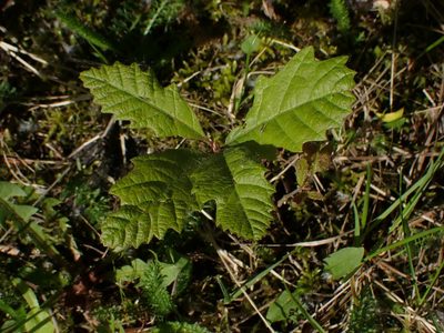 Quercus macrocarpa, photographed by Mary Krieger