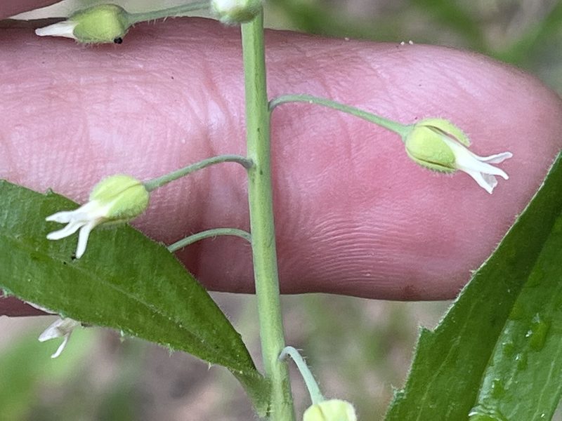 Borodinia canadensis, photographed by Brian Finzel