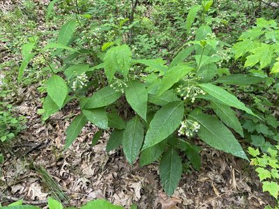 Asclepias exaltata, photographed by Brian Finzel