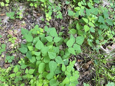 Amphicarpaea bracteata, photographed by Emily Summerbell
