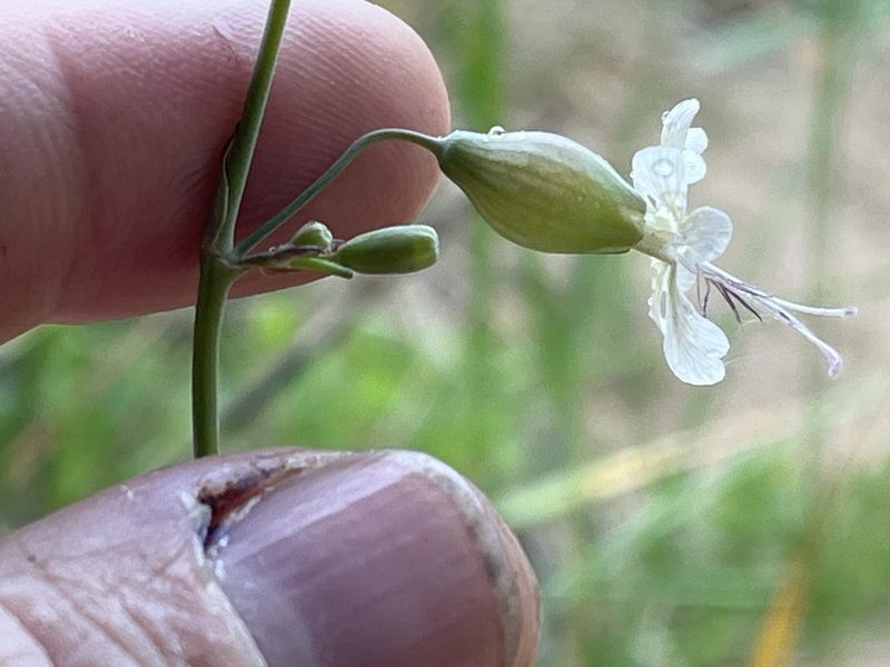 Silene csereii, photographed by Brian Finzel