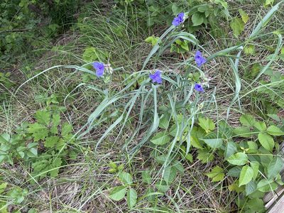 Tradescantia ohiensis, photographed by Brian Finzel