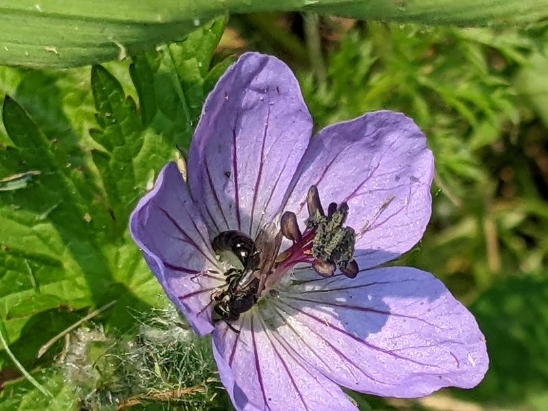 Geranium erianthum, photographed by Alexandria 'Alex' Wenninger