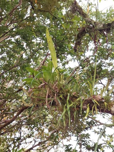 Prosthechea grammatoglossa, photographed by Daniel Mesa