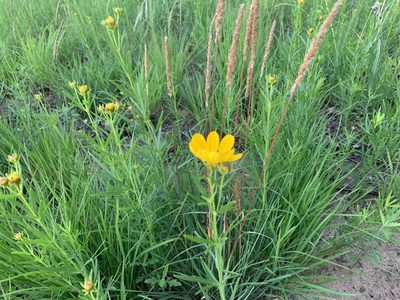 Coreopsis palmata