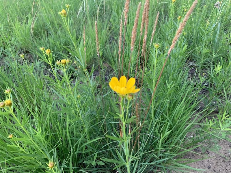 Coreopsis palmata, photographed by Cazody