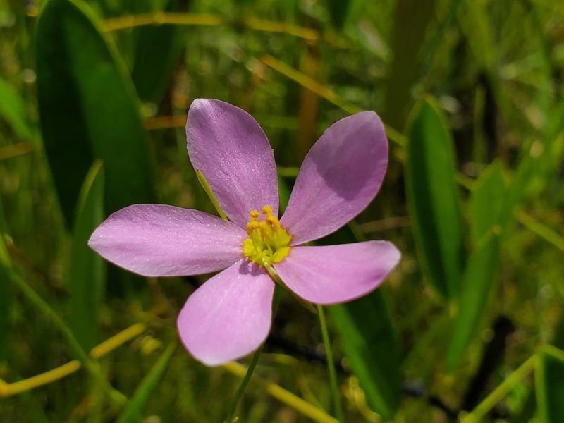 Sabatia campanulata, photographed by Samuel A Schmid, PhD, PWS