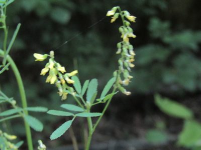 Melilotus officinalis, photographed by jfox16