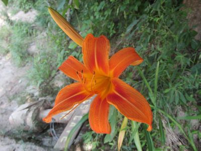Hemerocallis fulva, photographed by jfox16