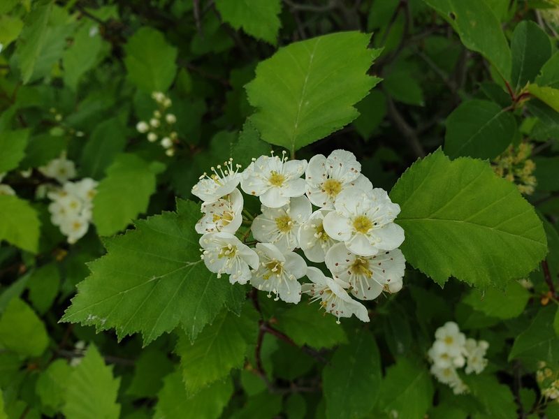 Crataegus irrasa, photographed by Étienne Léveillé-Bourret