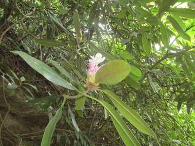Rhododendron maximum, photographed by jfox16