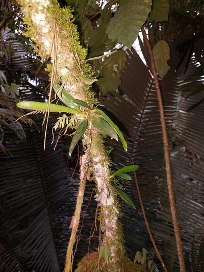 Rodriguezia granadensis, photographed by Daniel Mesa