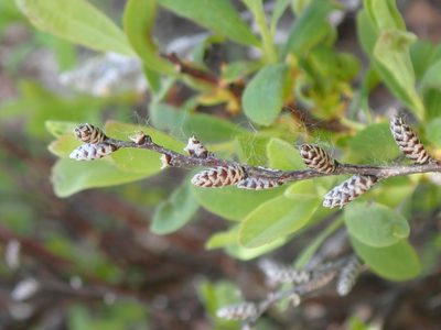 Myrica gale, photographed by Mary Krieger