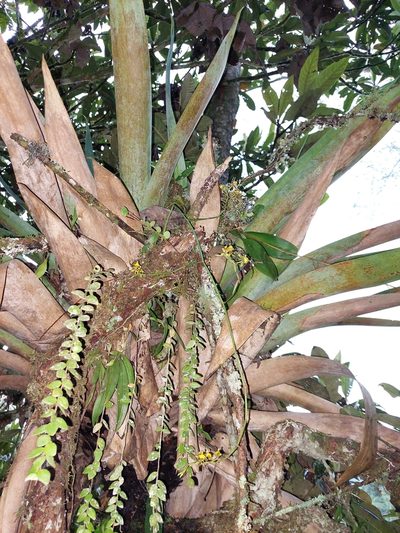 Cyrtochilum meirax, photographed by Daniel Mesa