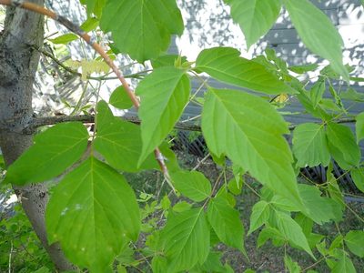 Acer negundo, photographed by Mary Krieger