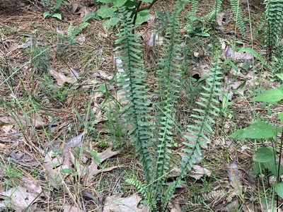 Asplenium platyneuron, photographed by Cazody