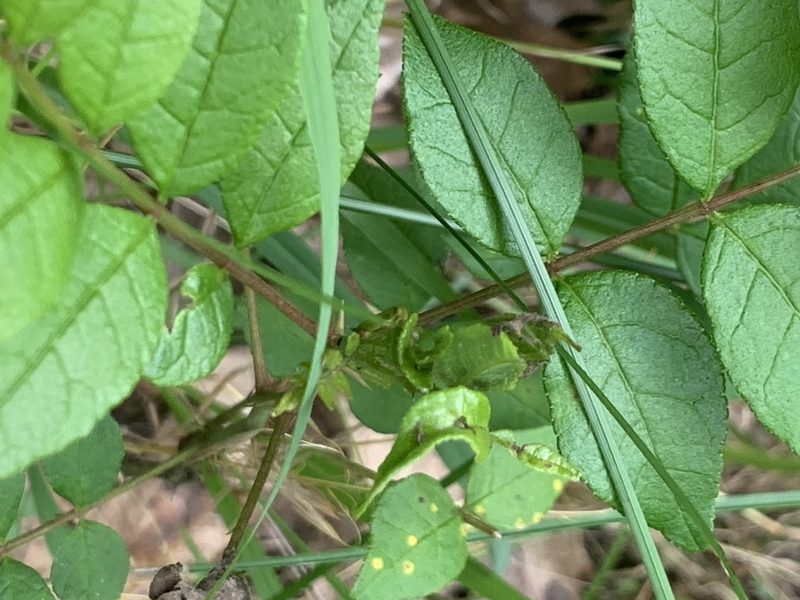 Zanthoxylum americanum, photographed by Cazody