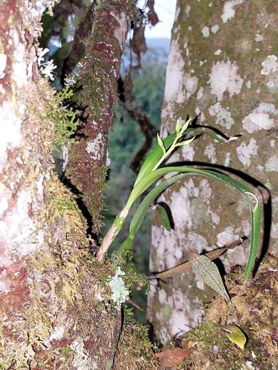 Prosthechea grammatoglossa, photographed by Daniel Mesa