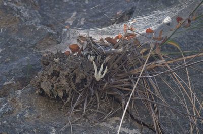 Dudleya densiflora, photographed by velodrome