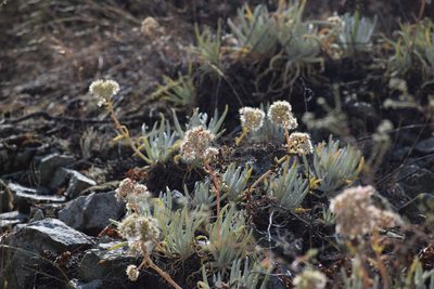 Dudleya densiflora, photographed by velodrome