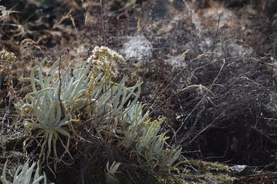 Dudleya densiflora, photographed by velodrome
