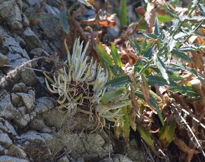Dudleya densiflora, photographed by velodrome