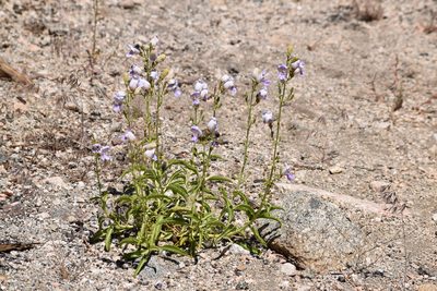 Penstemon grinnellii, photographed by velodrome