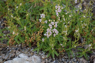 Penstemon grinnellii